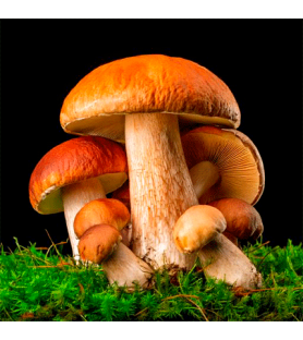Sautéed Mushroom Natural flavour Liposoluble